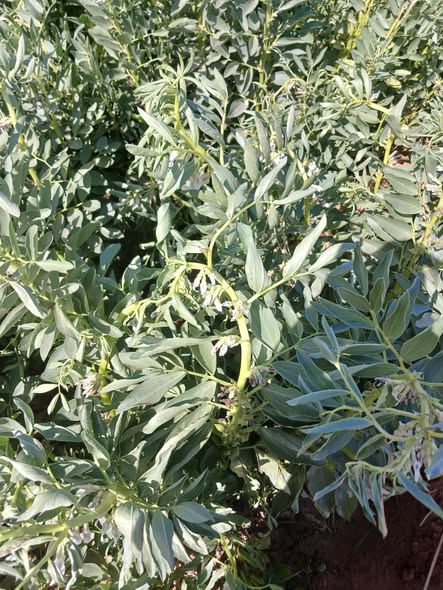 السلام عليكم ورحمه الله وبركاته حد يشخصنا يا اخواننا مع العلم ان اخر معامله كانت حشري